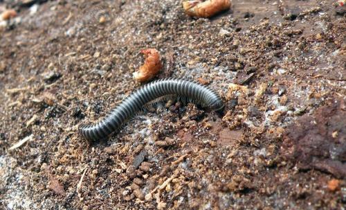 Réf. 294 940 : Ommatoiulus sabulosus
